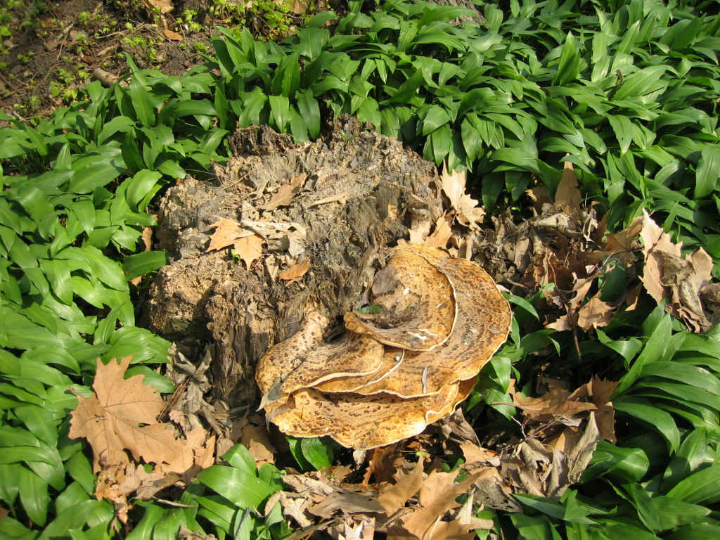 I Funghi primaverili: Polyporus squamosus